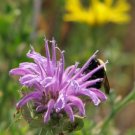 Flower Seeds  Lilac Bee Balm onarda, 50 seeds   #IEB12