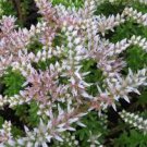Flower Seeds  Widows Cross Sedum  50 seeds #IEB12