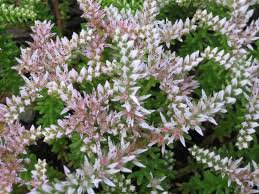 Flower Seeds  Widows Cross Sedum  50 seeds #IEB12