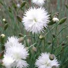 Flower Seeds  White Dianthus Carnation Superbus Spooky,30 seeds   #IEB12