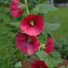50 Flower Seeds  Alcea Rosea Red Hollyhock   #IEB12