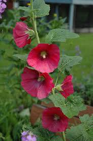 50 Flower Seeds  Alcea Rosea Red Hollyhock   #IEB12