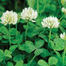 100 seeds White Clover, easy to grow   #IEB12