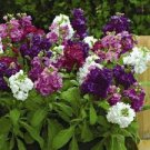 Flower Seeds Evening Stock Matthiola Hot Cakes   Mix,50 seeds    #IEB12