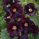Alcea Rosea Black Hollyhock  50 Flower Seeds  #IEB12