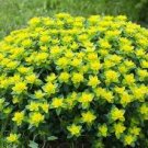 50 seeds Euphorbia Polychroma, great for your garden #IEB10