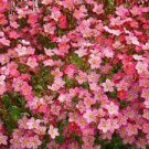 50 Seeds  Saxifraga Highlander Red Shades,easy to grow   #IEB10