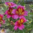 50 flower seeds Purple Salpiglossis, easy to grow  #IEB10
