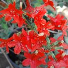 200 Flower Seeds Gilia Ipomopsis Rubra  Scarlet Red, easy to grow   #IEB11