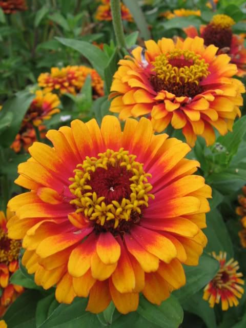 Zinnia Elegans  Sombrero  100 Flower Seeds, easy to grow  #IEB11