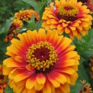 Zinnia Elegans  Sombrero  100 Flower Seeds, easy to grow  #IEB11
