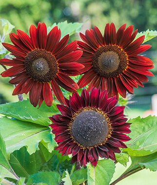 50 Flower Seeds Sunflower  Chocolate Cherry Helianthus annuus, easy to  grow  #IEB11