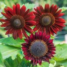 50 Flower Seeds Sunflower  Chocolate Cherry Helianthus annuus, easy to  grow  #IEB11