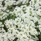 white swweet alyssum  500 Flower Seeds, great for your garden  #IEB11