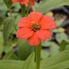 50 Flower Seeds Zinnia Peruvian, great for your garden    #IEB11