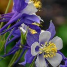 Flower Seeds  Blue Columbine  Aquilegia Caerulea Perennial,200 seeds  #IEB11