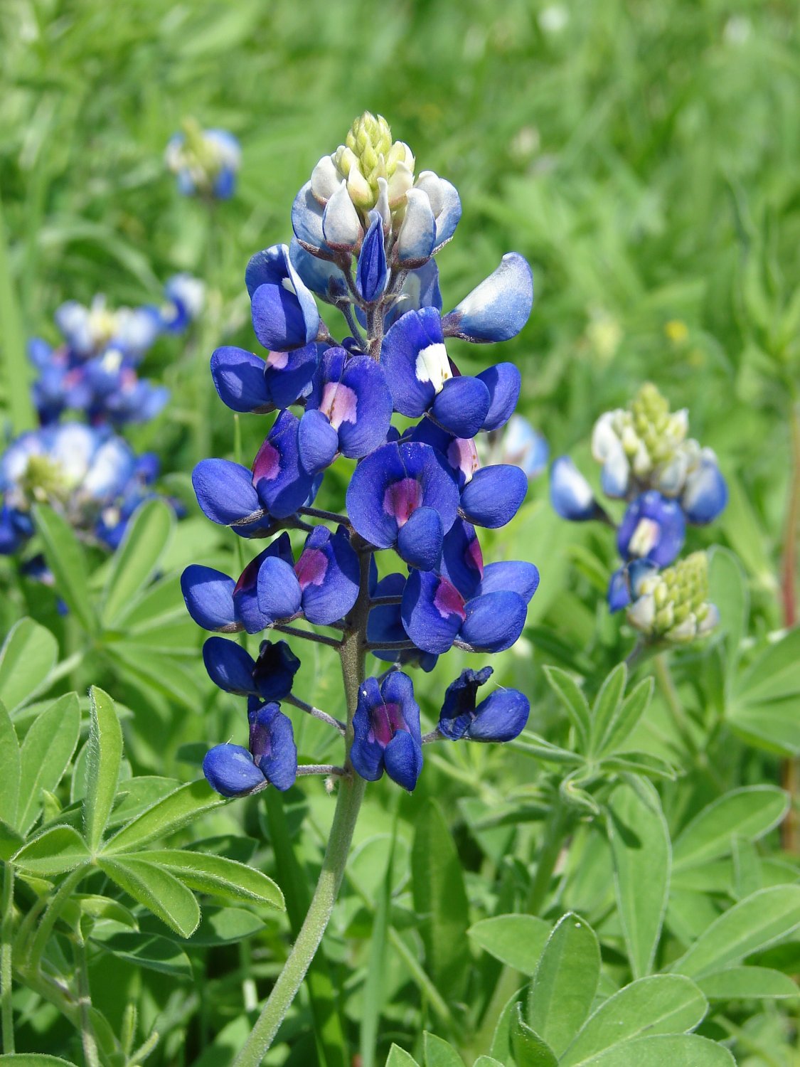 Lupinus Texas Bluebonnet 50 Flower Seeds, easy to grow    #IEB11