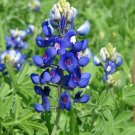 Lupinus Texas Bluebonnet 50 Flower Seeds, easy to grow    #IEB11