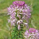 Flower Seeds   Purple Hoary vervvain verbena  Stricta,500 seeds  #IEB11
