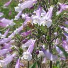 Penstemon Purple Hairy breadtongue  hirsutus Flower Seeds,1000 seeds    #IEB11