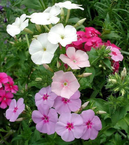 Mixed Drummond Phlox Drummondii  200  Flower Seeds, Easy to grow    #IEB11