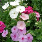 Mixed Drummond Phlox Drummondii  200  Flower Seeds, Easy to grow    #IEB11