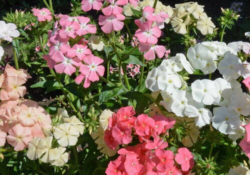 Pastel Shades Mixed Drummond Phlox Drummondii ,200 Flower Seeds    #IEB11