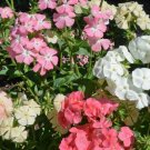Pastel Shades Mixed Drummond Phlox Drummondii ,200 Flower Seeds    #IEB11