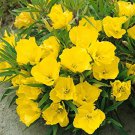 Evening Primrose   Yellow Oenothera lamarckiana,2000 seeds    #IEB11