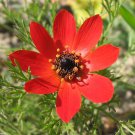 adonis pheasants eye  Adonis Aestivalis, 300 Flower Seeds    #IEB11
