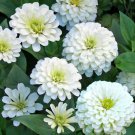 Flower Seeds Zinnia Polar Bear white color 75 seeds, easy to grow     #IEB11