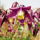 250 Flower Seeds Red Aquilegia oxysepala,easy to grow   #IEB11