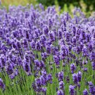 300 seeds English Lavender  angustifolia Herb Mosquito #IEB11