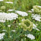 bishops  Lace   Ammi Majus False Queen Annes 1000 seeds, great for your garden    #IEB11