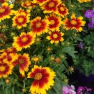 3000 seeds  Coreopsis   tinctoria Dwarf Plains Wildflower, easy to grow     #IEB11