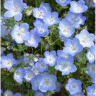 500 Flower Seeds Nemophila menziesii blue color   #IEB11
