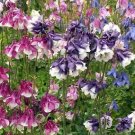 Flower Seeds Dwarf Columbine Aquilegia vulgaris  Mixed Colors,200 seeds     #IEB11