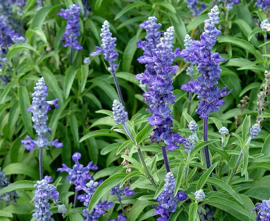 Flower Seeds  Blue Bedder Sage Salvia Farinacea ,200 seeds    #IEB11