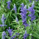 Flower Seeds  Blue Bedder Sage Salvia Farinacea ,200 seeds    #IEB11