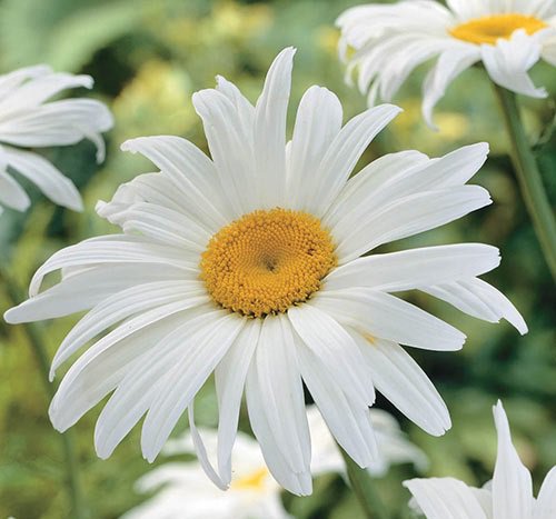 Flower Seeds shasta daisy alaska   Chrysanthemum Maximum,260 seeds      #IEB11