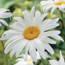 Flower Seeds shasta daisy alaska   Chrysanthemum Maximum,260 seeds      #IEB11
