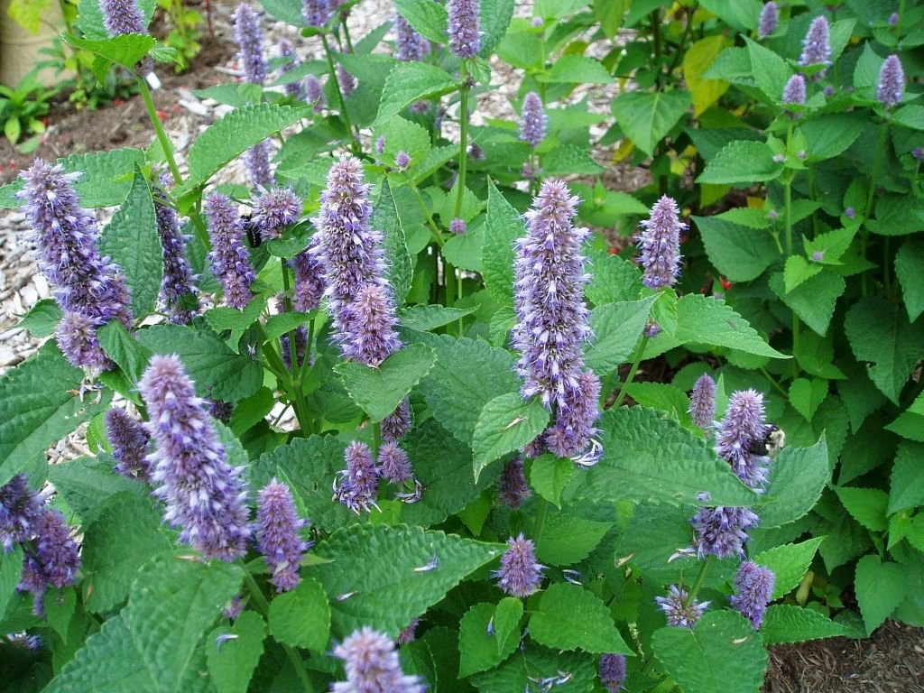 Lavender Hyssop Seeds Agastache Foeniculum Herb Mint Medicinal,500 seeds    #IEB11