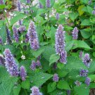 Lavender Hyssop Seeds Agastache Foeniculum Herb Mint Medicinal,500 seeds    #IEB11
