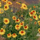 Flower Seeds  Yellow Gaillardia Perennial Native  Wildflowers,100 seeds     #IEB11