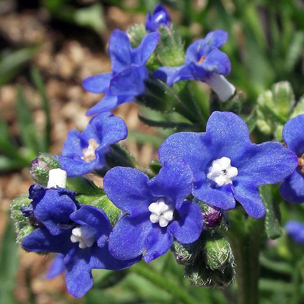 100 Flower Seeds Blue Cape Forget-Me-Not Anchusa Capensis,easy to grow    #IEB11
