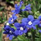 100 Flower Seeds Blue Cape Forget-Me-Not Anchusa Capensis,easy to grow    #IEB11