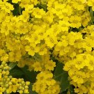 500 Flower Seeds Basket of Gold Alyssum Golden Tuft      #IEB11