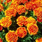 flower seeds Marigold Seeds Tagetes Patula,250 seeds     #IEB11
