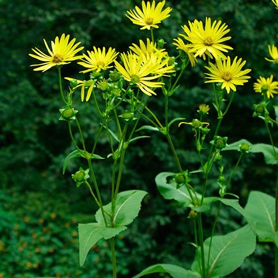 25 Flower Seeds Cup Plant Silphium perfoliatum, Beautiful! Sunflower #IEB11