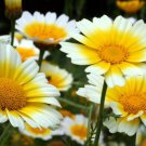 Flower Seeds  Garland Crown Daisy Chrysanthemum,1000 seeds    #IEB11